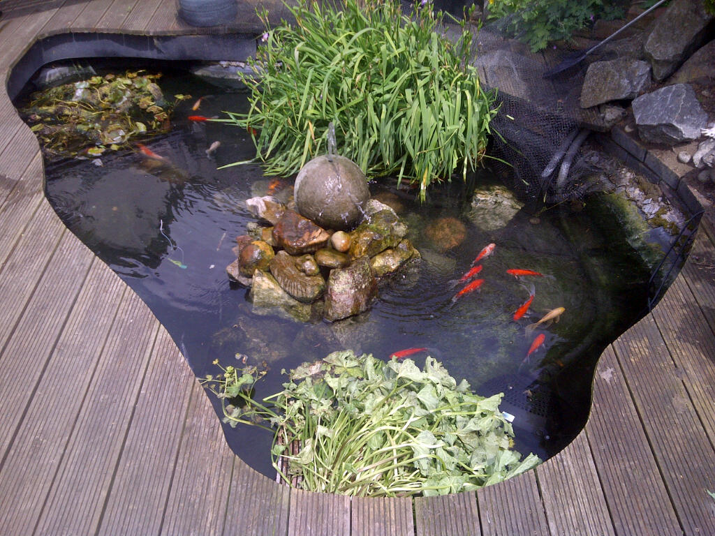 Pond cleaned and looking pristine with a nice selection of Goldfish.